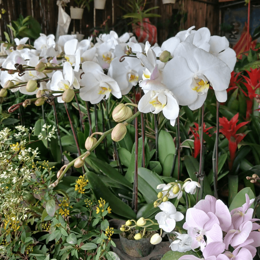 Phalaenopsis Plant White (FOR PICK UP ONLY)