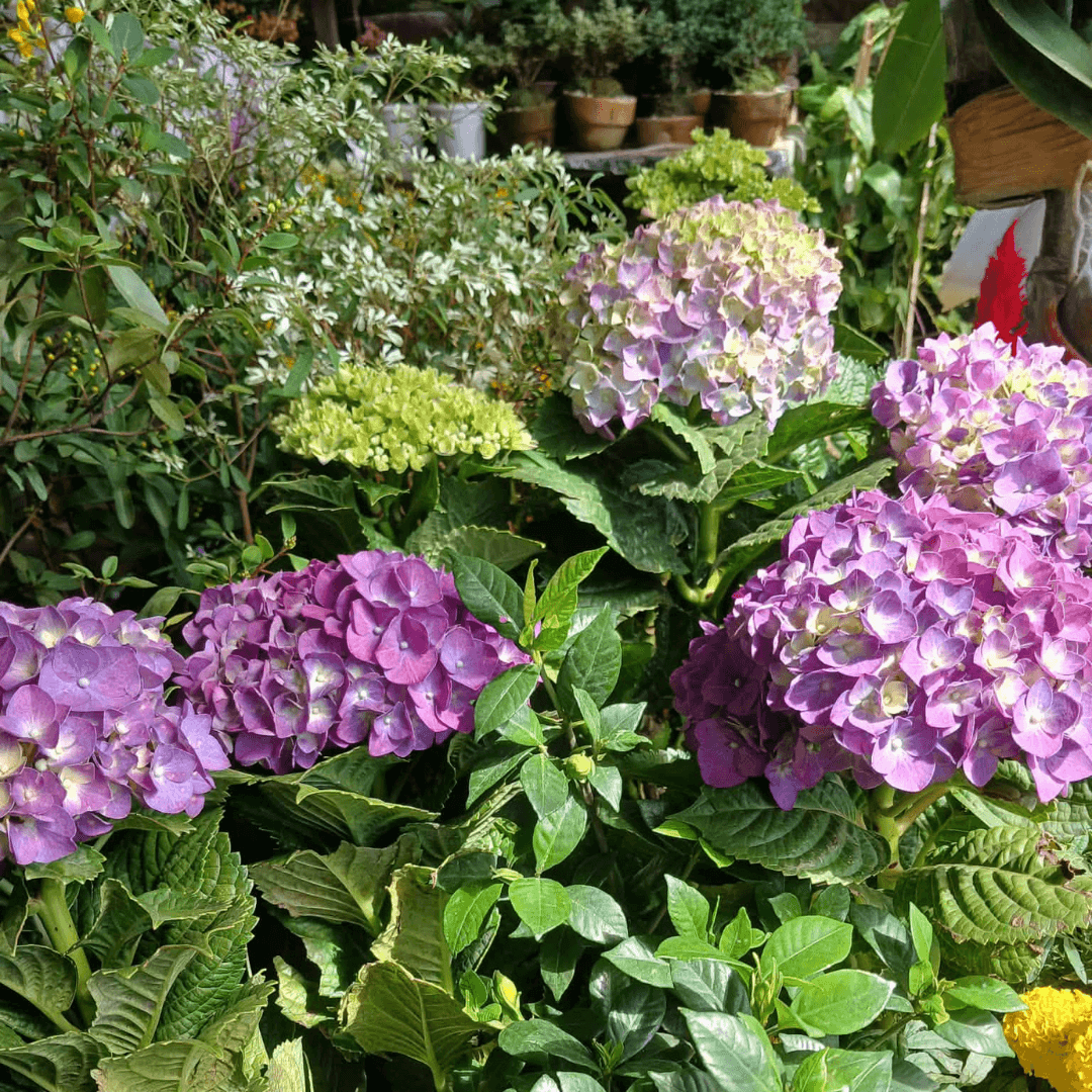 Philippine Hydrangea / Million Flower (FOR PICK UP ONLY)