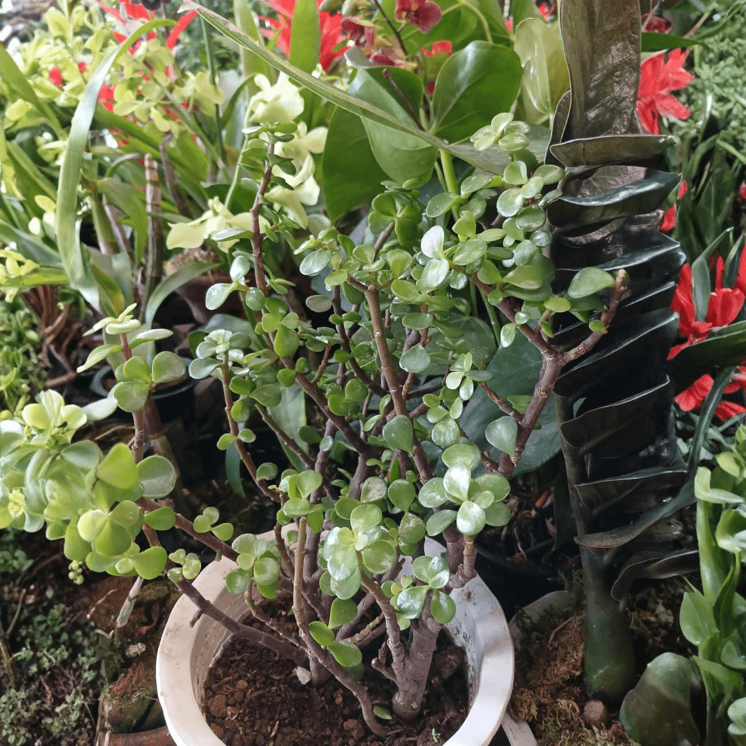 Jadelet Plant (FOR PICK UP ONLY)